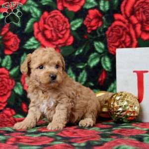 Kinsley, Morkie-Poo Puppy